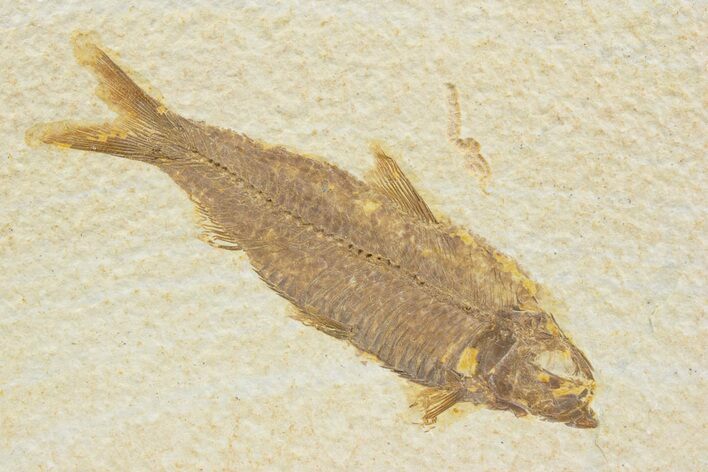 Detailed Fossil Fish (Knightia) - Wyoming #373669